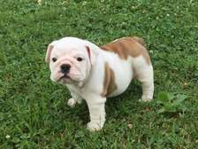 english bulldog puppies ready for a new home