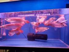 Arowana Fish for Sale. Different Species