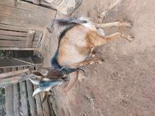 Torgen buurge pedigreee mature male for sale