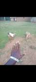 Healthy Young Goats for Breeding & Meat Production