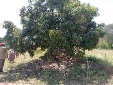 50X100ft PLOTS AT MAKUYU MITHIINI