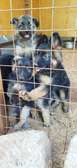 High Quality Purebred German Shepherd Puppies for Sale