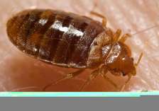 Bed Bug Exterminators Ruiru/Githurai/Kasarani/Dandora/Ruai