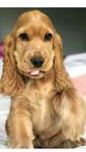 cocker spaniel puppies