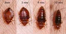Bedbugs Cockroaches Eradication in Nakuru/Nairobi
