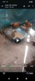 Poultry producers