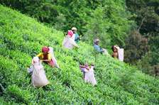 Reliable Tea & Coffee Pickers for Hire Kenya | Bestcare FM