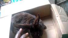 Quality Hybrid Rabbits