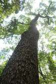 Mweria Timber & beams (Red Stinkwood)