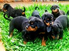 Rottweiler puppies