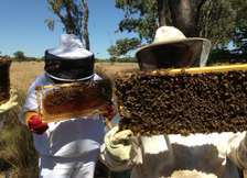 Beekeeping Services | The Best Bees Company in Nairobi.Get in touch with us today to see how we could help you!