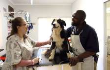Professional Mobile Veterinary Services in Nairobi