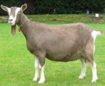 Dairy Goat Brown Milk Producer Healthy Mature