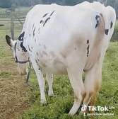 Housten heifer