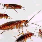 Pest Control and Fumigation Services Kiambu