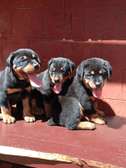 Rottweiler puppies