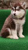 Siberian Husky