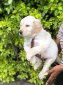 Golden retrievers