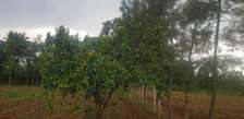 Prime Land in Bondo for hotel/supermarket/mall