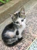 Beautiful kittens ready for rehoming