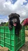 Solid Black German shepherd