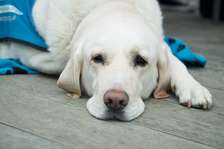 Dog grooming Service Mombasa | Pet Grooming Service |Dog Grooming.Book your appointment today!