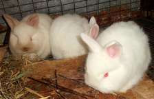 Quality Hybrid Rabbits