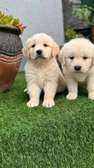 Golden Retriever Puppies Cream to Golden Playful Pets