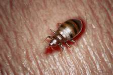 Bed Bug Removal Githunguri/Ruiru/Juja/Thika/Thogoto/Kikuyu
