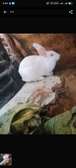 Rabbit