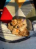 English Cocker Spaniels
