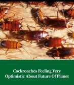 Cockroaches Spraying Services