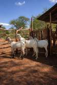 Galla Goat Young Adults Healthy Adaptable Breed
