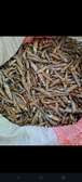 Fry fish