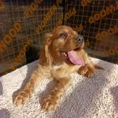 English Cocker spaniel puppy