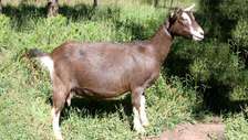 Dairy Goat Brown White Markings Adult Healthy