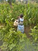 Selling green peas