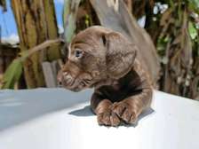 Miniature dachshund