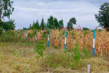50x100 PLOTS MAKUTANO