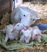 SANEN DAIRY GOATS