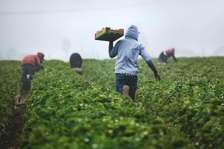 Reliable Seasonal Farm Labour Supply | Nairobi & Kenya