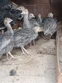 Turkey chicks/poults