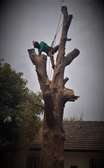 Emergency Tree Removal Nairobi - Fast & Safe