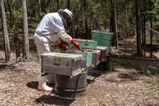 Bee Removal Professionals | Experienced Bee & Nest Removal in Nairobi. Work Guaranteed. Experienced Staff. Work Guaranteed Call Now.
