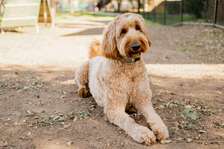 Dog Training and Animal Socialisation