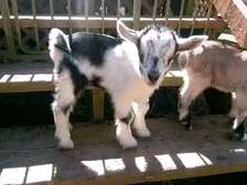 Dairy goats available