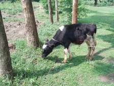 Livestock farming