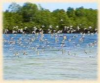 LAND FOR SALE ON THE CREEK.