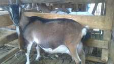 DAIRY GOATS
