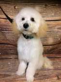 Dog Grooming in Nairobi County | Best Prices .